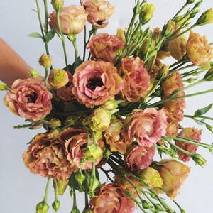 APRICOT LISANTHUS Double Flowers Lisianthus Eustoma, 10 Seeds
