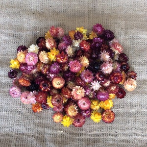 Dried strawflower heads cluster in mixed colors, small round flower heads