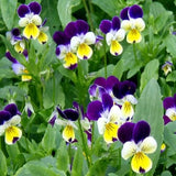 Viola Johnny Jump Up Flower Seeds - Open-Pollinated for Seed Saving - Non-Hybrid & Non-GMO - Heirloom Canada Flower Seeds