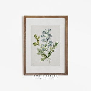 Framed vintage botanical print with watercolor blue flowers and green leaves