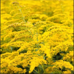 Showy Golden Rod Seeds Perennial Herb Medicinal SEEDS attracts Butterflies Bees Birds Pollinators Feed native birds Dizzy Bees Urban Garden