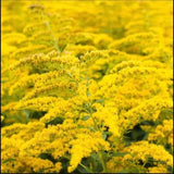 Showy Golden Rod Seeds Perennial Herb Medicinal SEEDS attracts Butterflies Bees Birds Pollinators Feed native birds Dizzy Bees Urban Garden