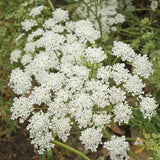 200 Seeds-Bishop's Flower Seeds--Amni Majus---PV228-Queen Anne's Lace