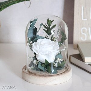 Preserved flower bell with glass dome, white rose and green leaves on wooden base