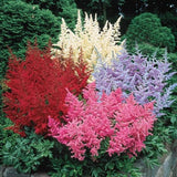 50 Seeds-Astilbe Arendsii Flower Seeds-Astilbe Arendsii Bunter-Excellent Shade Perennial-PV768--False Goat's Beard