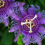 MayPop Passion Flower Seeds Packet | Passiflora incarnata Seed | Purple Passionflower Vine Seeds | Passion Fruit Plant Seed
