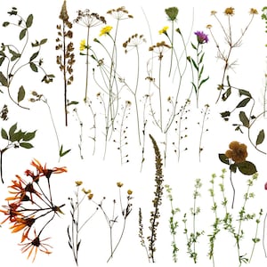 Pressed dried wildflower clipart set with thin stems, leaves, and small blossoms, mixed colors