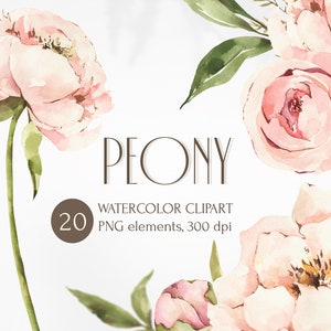 Watercolor peony flower clipart with pink blossoms and green leaves, PNG elements