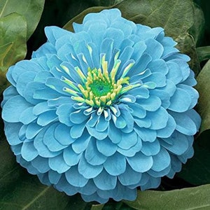 Blue Zinnia Seeds - Zinnia haageana - Heirloom Zinnia Seeds Ð Annual Flower - Mix of colors with blue tint