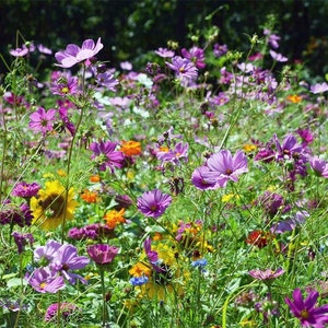 Colorful wildflower plant mix with purple, pink, and orange blooms