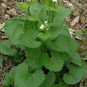 No delivery to the USA for Garlic mustard, Garlic mustard seeds, products from my garden, organic plant, organic flowers, untreated