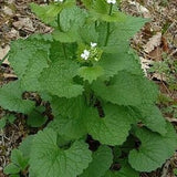 No delivery to the USA for Garlic mustard, Garlic mustard seeds, products from my garden, organic plant, organic flowers, untreated