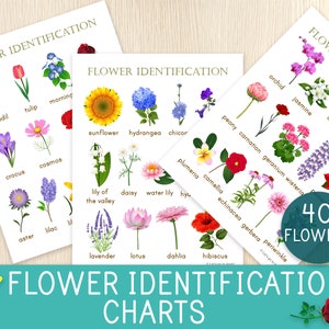Flower identification chart poster with labeled illustrated flowers and 40-flower guide