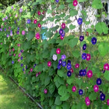 Mixed Colours Morning Glory Flower Seeds - Open-Pollinated for Seed Saving - Non-Hybrid & Non-GMO - Heirloom Canada Flower Seeds