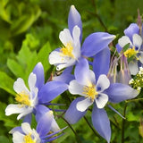 Colorado Blue Columbine Flower Seeds - Open-Pollinated for Seed Saving - Non-Hybrid & Non-GMO - Heirloom Canada Flower Seeds
