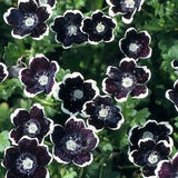 Penny Black Nemophila Seeds, Gothic Garden, Nemophila discoidalis NE0250