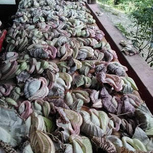 Duck flower detox herbal cleanse mixture of dried, curled flower pods and leaves