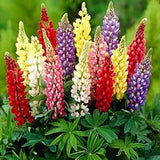 Russell Strain Mix Lupine Flower Seeds - Open-Pollinated for Seed Saving - Non-Hybrid & Non-GMO - Heirloom Canada Flower Seeds