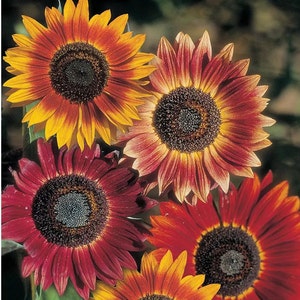 Evening Sun Sunflower Seeds | Helianthus Anuus Bicolor Red Orange Yellow Sun Flower Seed USA Garden Flowers For 2024 Season Fast Shipping