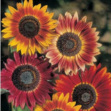 Evening Sun Sunflower Seeds | Helianthus Anuus Bicolor Red Orange Yellow Sun Flower Seed USA Garden Flowers For 2024 Season Fast Shipping