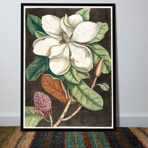 Magnolia Tree Print | Restored Vintage Print | Mark Catesby | Botanical Art | Living Room Decor | Wall Decor | Art Print | Magnolia Flower