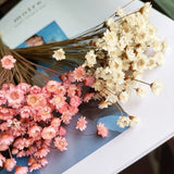 30/50/100 sticks dried  Star Flower blossom_dry  mini daisy flowers_dried flowers arrangement_DIY flowers materials_home decor