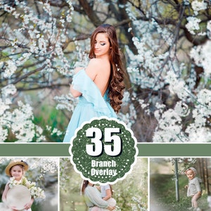 Apple blossom branch overlay with green 35 label on spring photo, falling petals