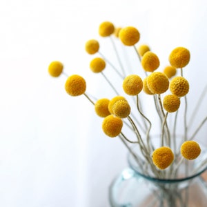 Dried craspedia stems with yellow billy balls in clear vase