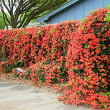 Trumpet Vine 15 Seeds