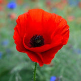 American Legion Poppy Seeds | Red Corn Poppies Flanders Remembrance Day Drought Tolerant USA Garden Flower Seed 2024 Season Fast Shipping