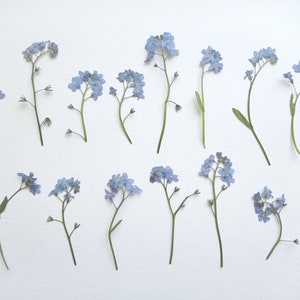 Pressed forget-me-not flowers, tiny blue mini blooms on stems for resin and crafts