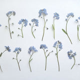 15/30pcs dried pressed forget me not flowers, Tiny flowers, Blue mini flowers for resin, botanical art, herbarium
