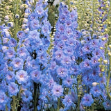 Light Blue Rocket Larkspur Seeds | Delphinium Consolida NON GMO Annual Garden Border Lavender Flower Seeds For 2024 Season Fast Shipping