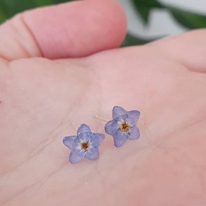 Tiny forget-me-not flower stud earrings with blue pressed petals and silver posts