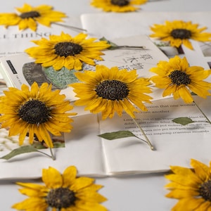 Set of 2 pressed sunflower stems with yellow petals and dark centers