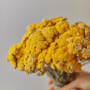 Dried yarrow flowers bunch with small yellow blossoms, natural dried bouquet