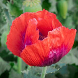 Giant Red Poppy 400+ Seeds edible seeds Ôpapaver somniferumÕ huge heads cut flower bouquet florist Dizzy Bees Urban Garden