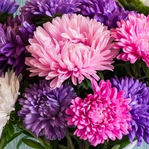 Aster Crego Giant Mix - Flower Seeds - Open-Pollinated for Seed Saving - Non-Hybrid & Non-GMO - Heirloom Canada Flower Seeds