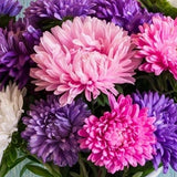 Aster Crego Giant Mix - Flower Seeds - Open-Pollinated for Seed Saving - Non-Hybrid & Non-GMO - Heirloom Canada Flower Seeds