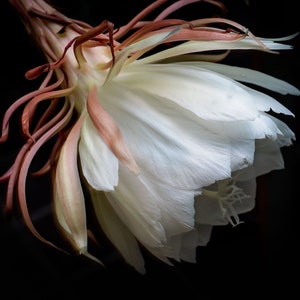 A Flower in the Night: A Digital Download NOT A LIVE PLANT