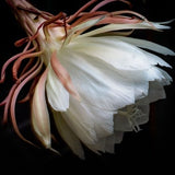 A Flower in the Night: A Digital Download NOT A LIVE PLANT