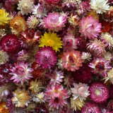 Dried strawflower heads, Mix color, Assorted sizes 3/4 to 1 1/2