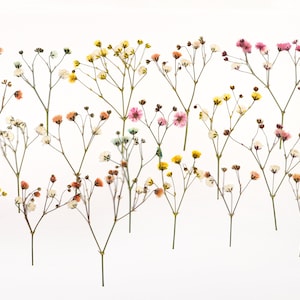 Pressed baby's breath flower branch set with tiny mixed-color blooms on 18 thin stems