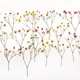 18 pcs Pressed Baby's Breath Flowers Branches - Mixed Colors