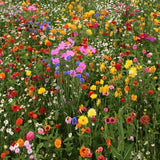 200 Pcs Hummingbird and Butterfly Mix-Mix of Annual, Perennial and Biennials-FL659-Attracts Butterflies and Hummingbirds!