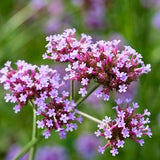 100+ Verbena Bonariensis Flower Seeds- Purple Top Vervain-B257-Brazilian Verbena-Upright Verbena