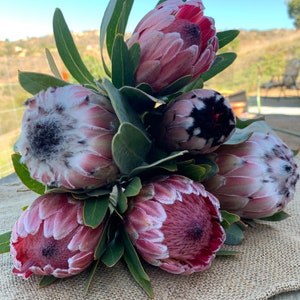 Fresh assorted protea flowers with pink petals, dark centers, and green leaves
