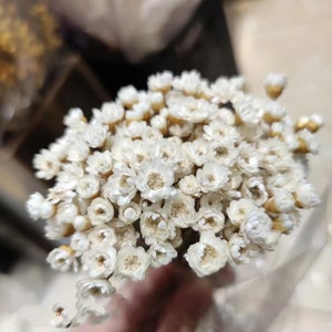100 Stems Star Flower blossom in pink, dried flowers, wedding decor,home decor, dried star flowers, floral arrangements, wedding flowers