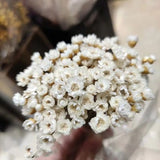 100 Stems Star Flower blossom in pink, dried flowers, wedding decor,home decor, dried star flowers, floral arrangements, wedding flowers