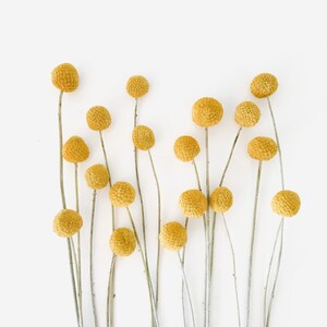 Billy Balls Dried Flowers, Dried Craspedia, Wedding flowers, DIY florals, Home Decor, Handmade Flower Arrangement, Modern Wedding Decor